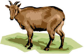 CAPRA.jpg (25366 byte)