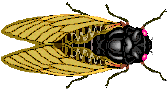 CICADA.gif (5893 byte)