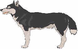 DOG06.jpg (7672 byte)