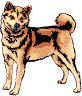 Lupo