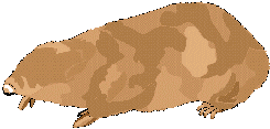 MOLEGOLD.gif (6368 byte)