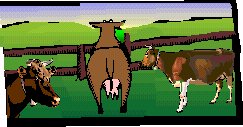 MUCCHE.jpg (13658 byte)