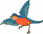 Uccello