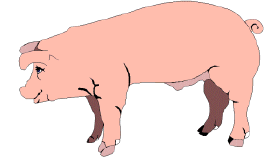 Porco su 4 prosciutti