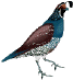 QUAIL.gif (6348 byte)