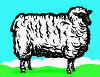 Pecora Cefalo