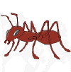 Formichina